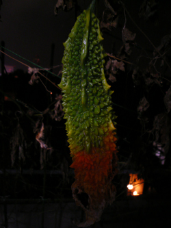 20080916_01.jpg